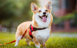 南方双彩动物医院同盟：为宽大宠物主提供优质宠物体检计划